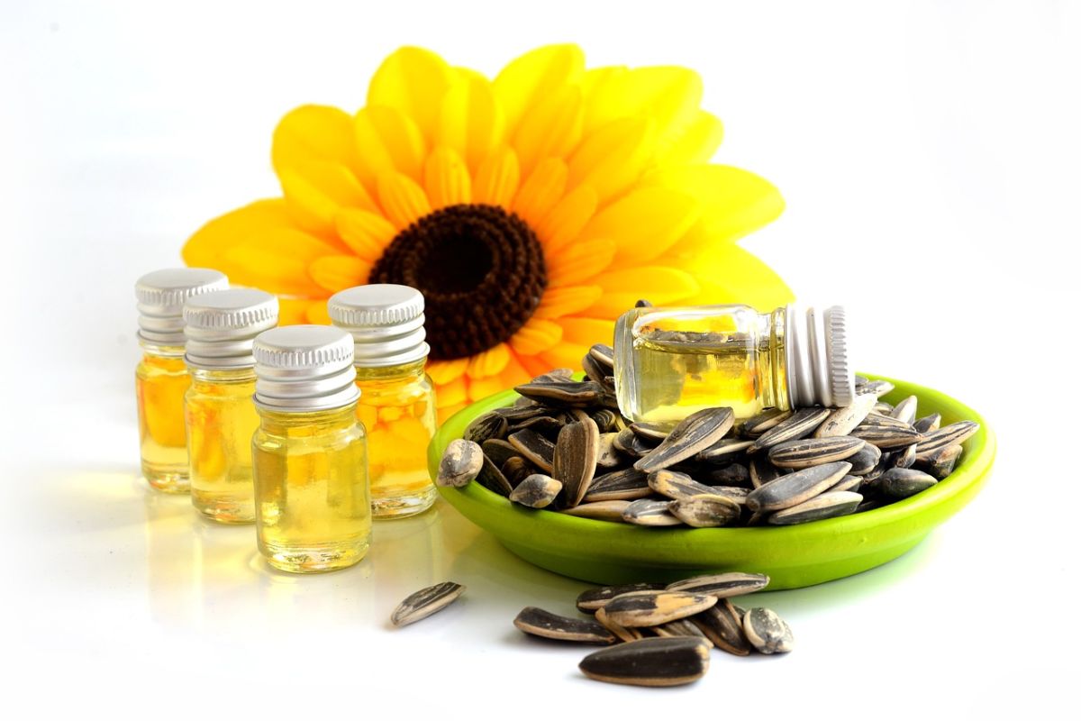 Perbedaan minyak jagung dan minyak biji bunga matahari
